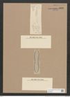 Amphora elongata Greg. (de-Toni-Nr.: Genus 36, Species 1688) Zeichnungen Sammlung Grunow Nr. 3233 (NHMW-BOT-W0370698)